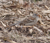Field Sparrow